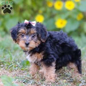 Penny, Yorkie Poo Puppy